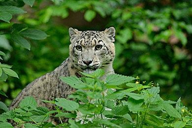 国产像素游戏《风来之国》公开25分钟试玩视频